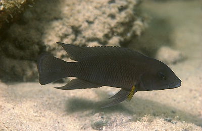 Neolamprologus modestus 'Kasakalawe'